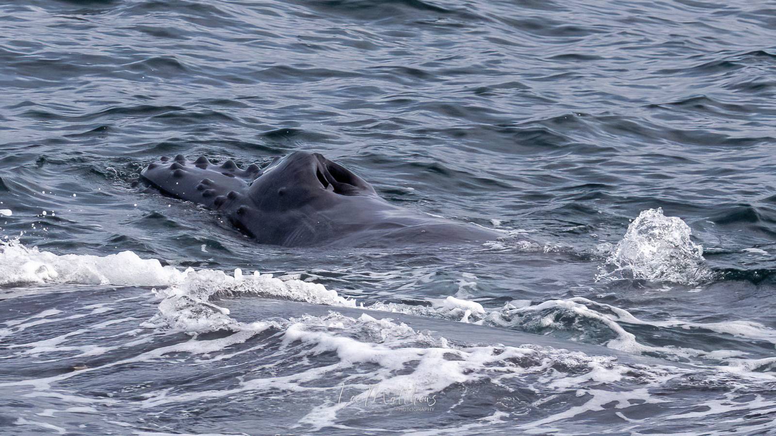 an animal swimming in the water