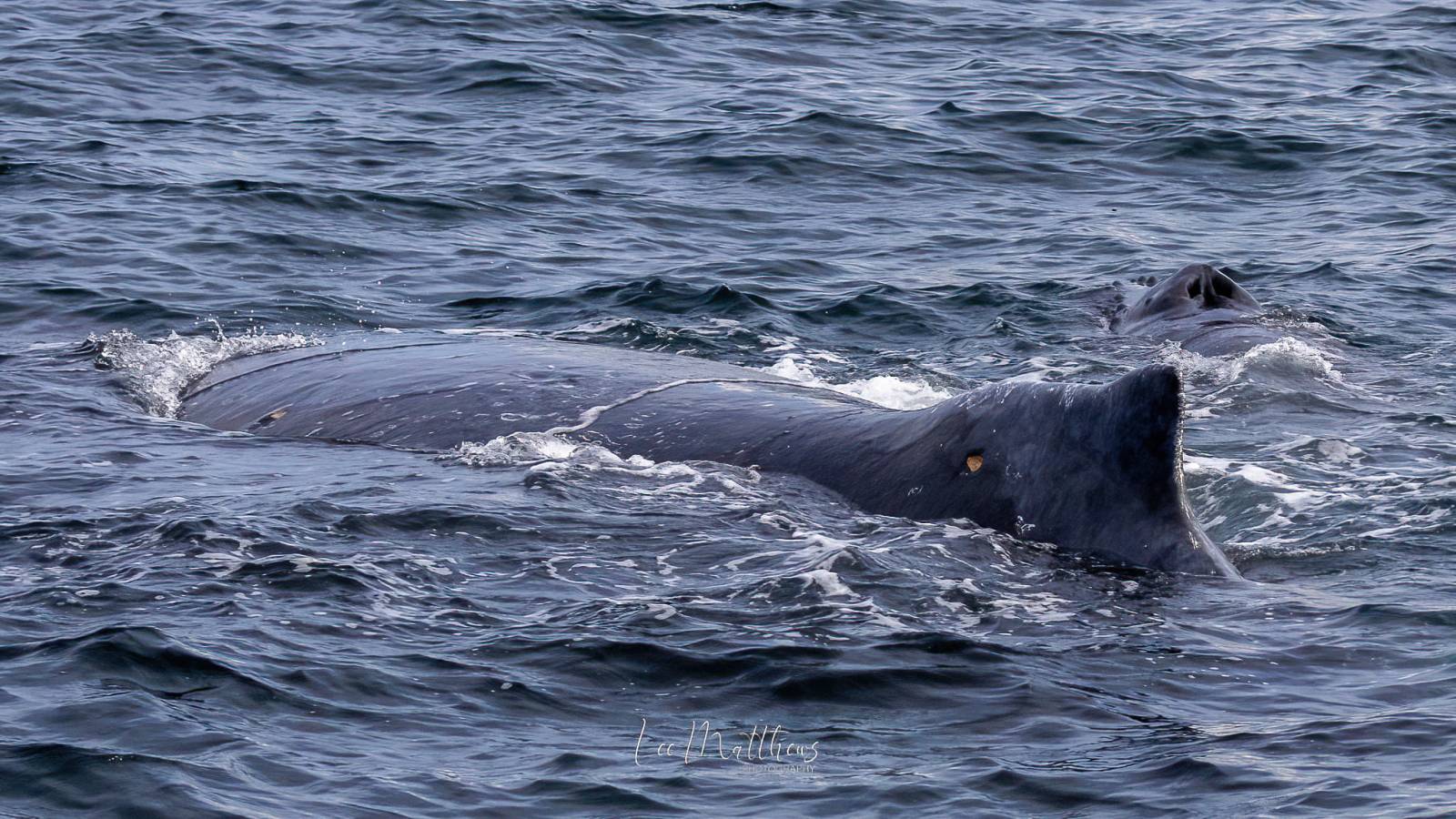 a dog swimming in a body of water