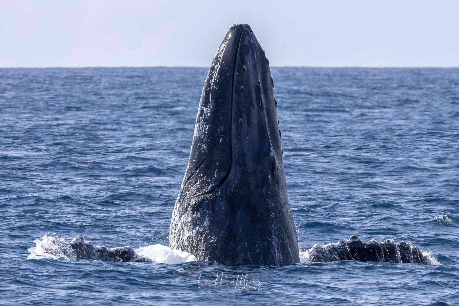 a whale jumping out of the water