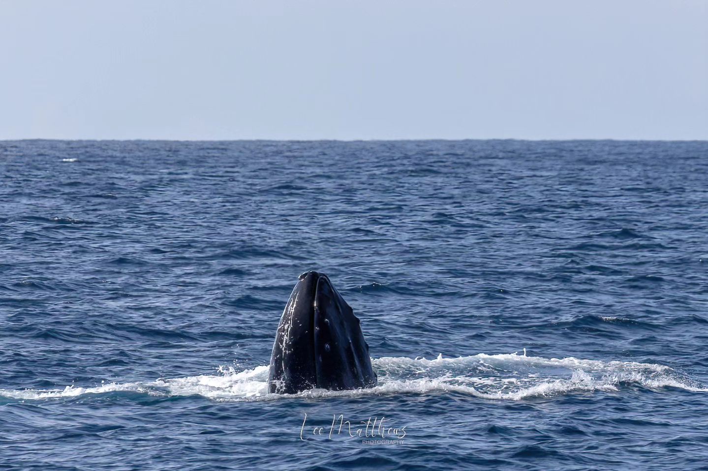 a whale jumping out of the water