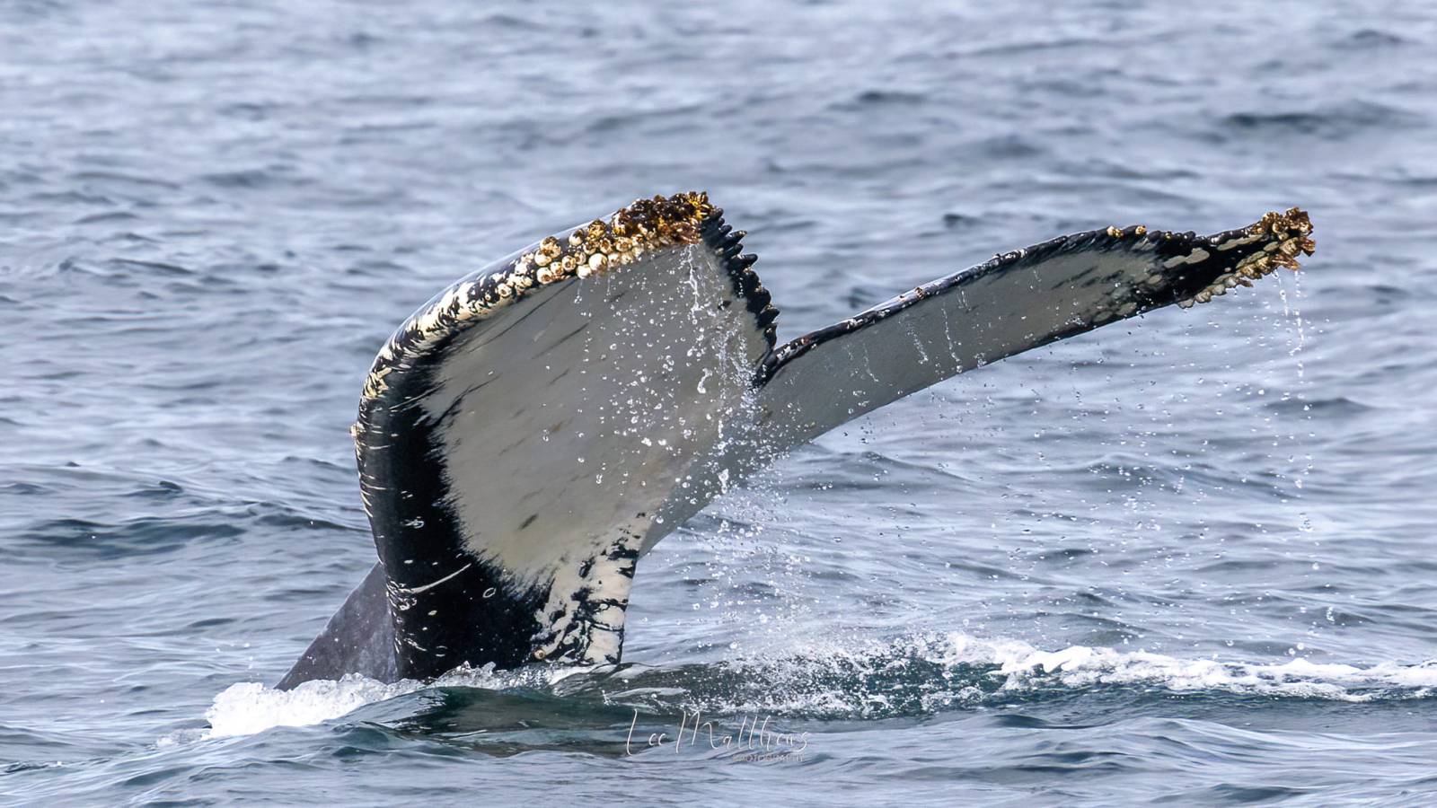 a bird in a body of water