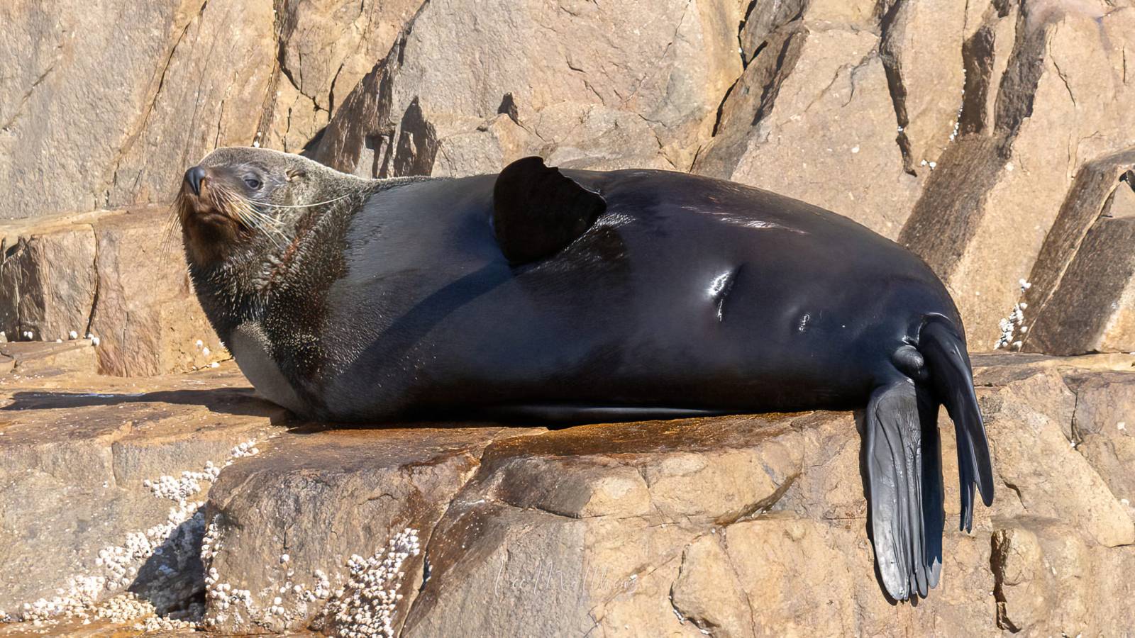 a statue of a bear sitting on a rock
