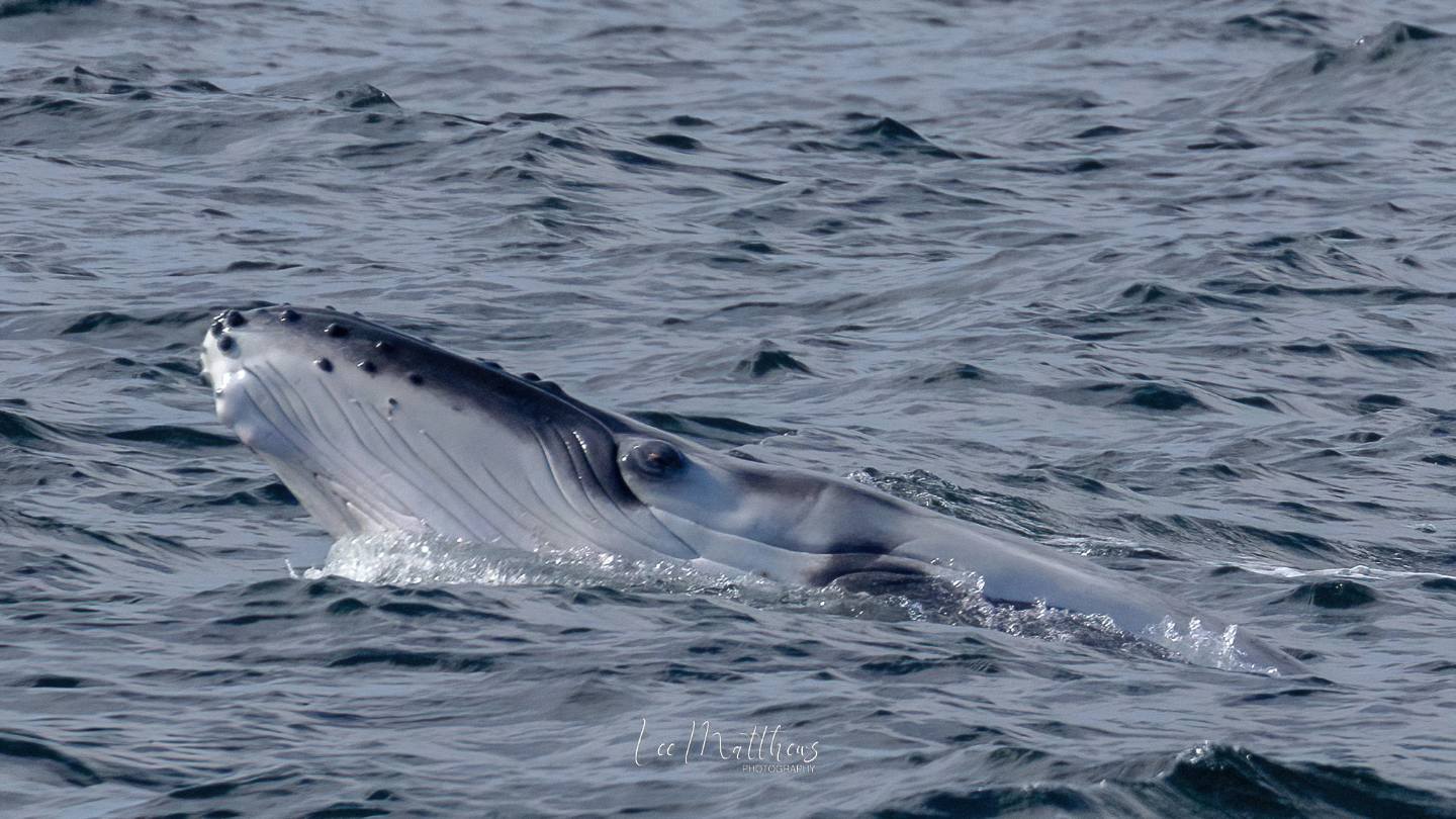 a whale swimming under water
