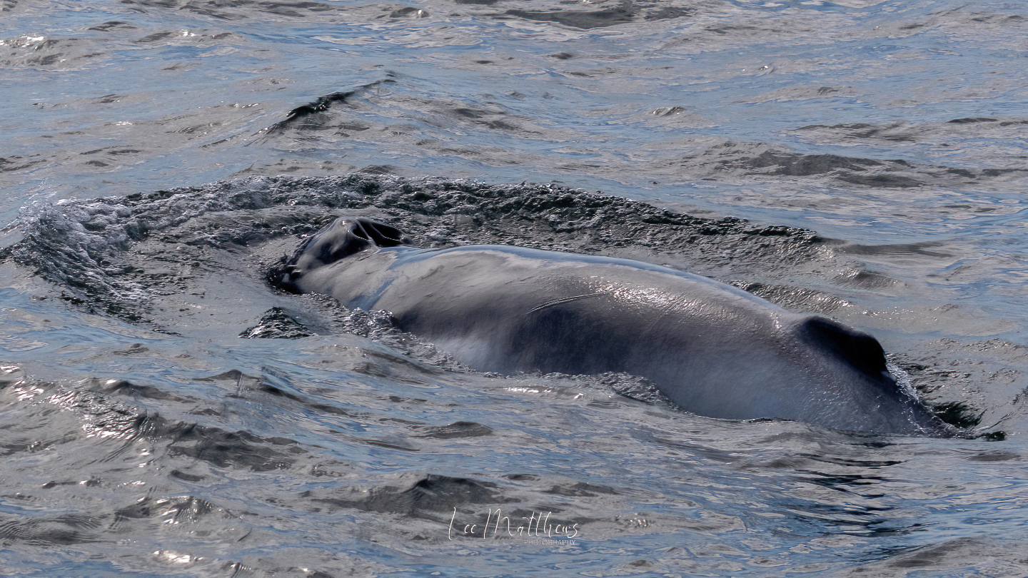 an animal swimming in the water