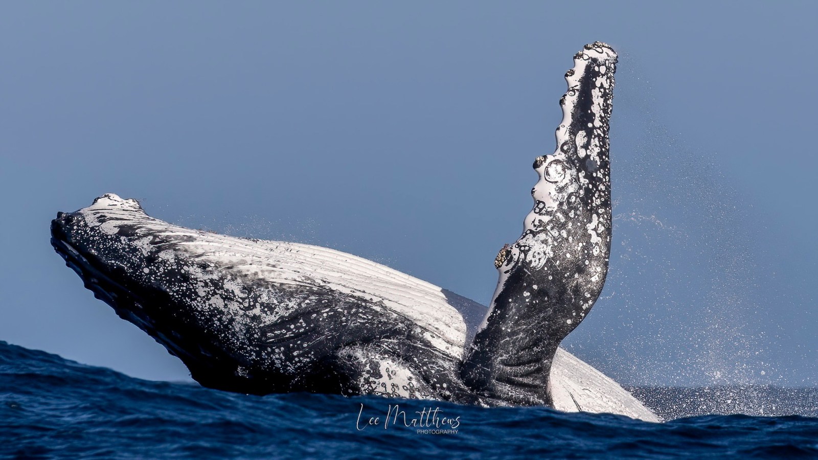 MOONSHADOW TWC CRUISES WHALE WATCHING PORT STEPHENS