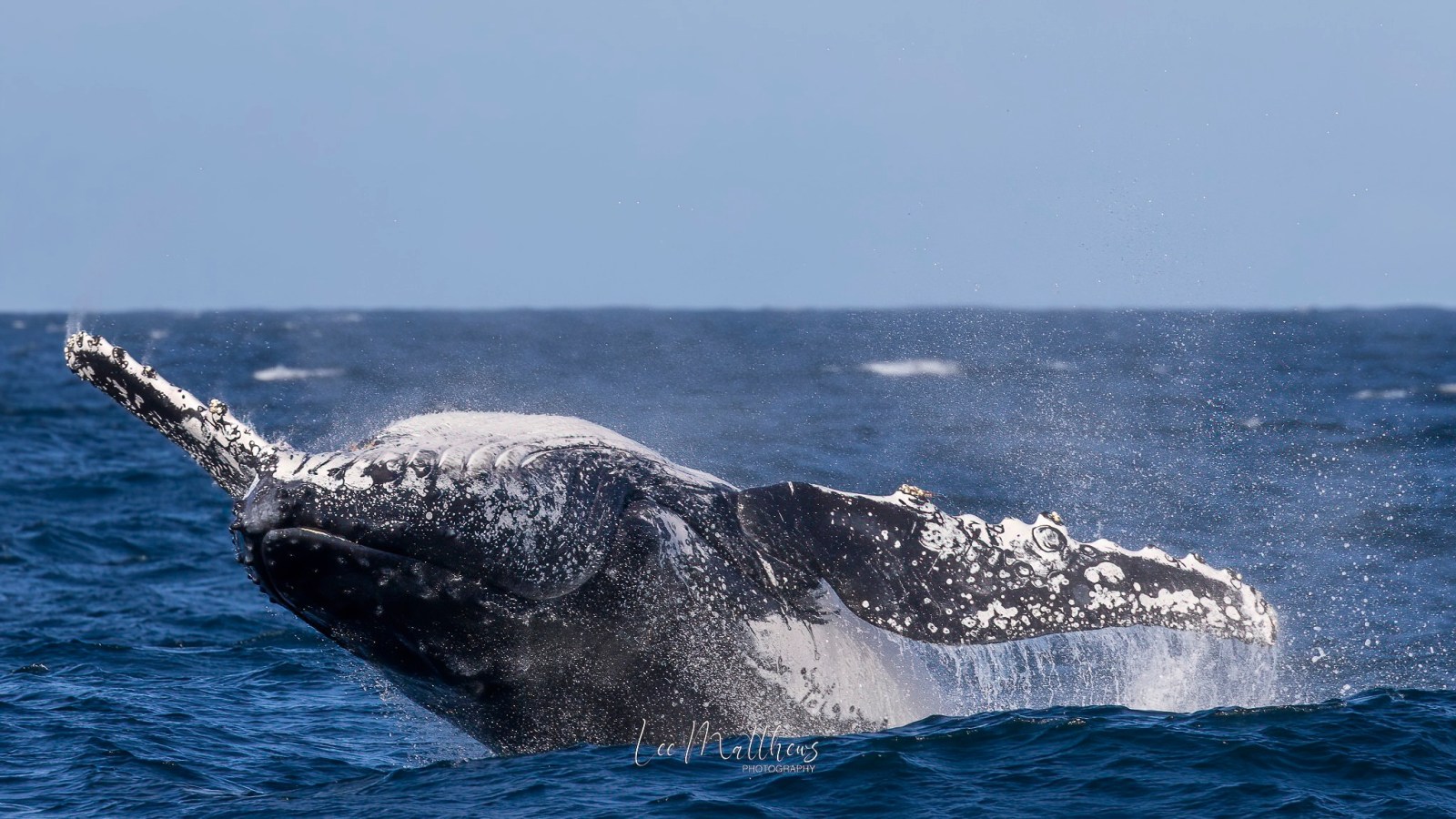 a whale jumping out of the water