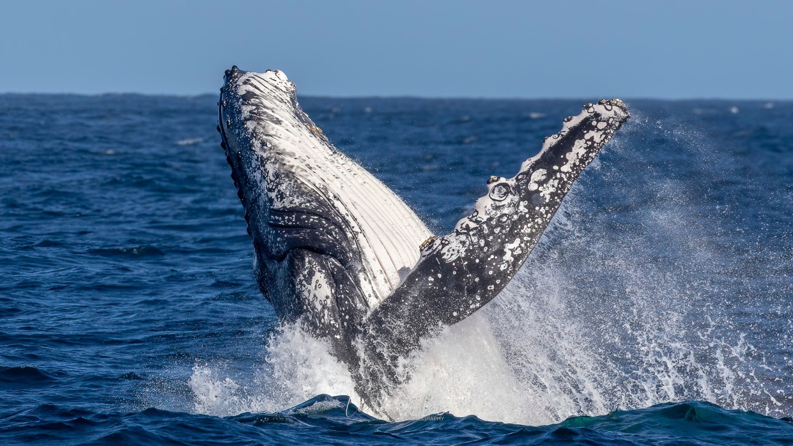 a whale jumping out of the water
