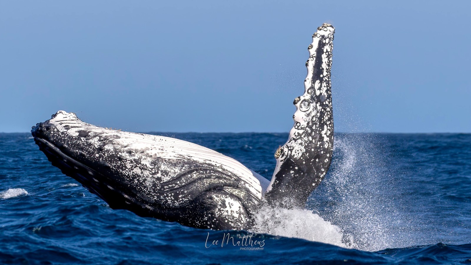 a whale jumping out of the water