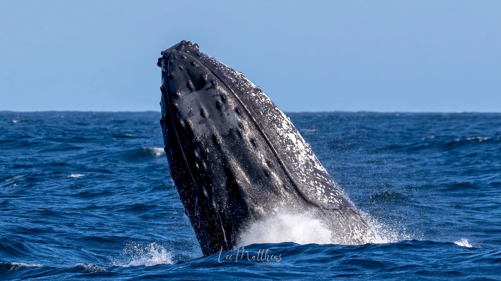 a whale jumping out of the water