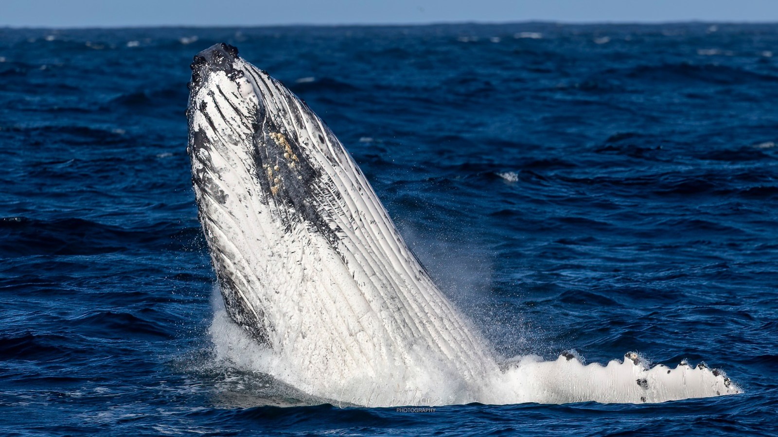 a whale jumping out of the water