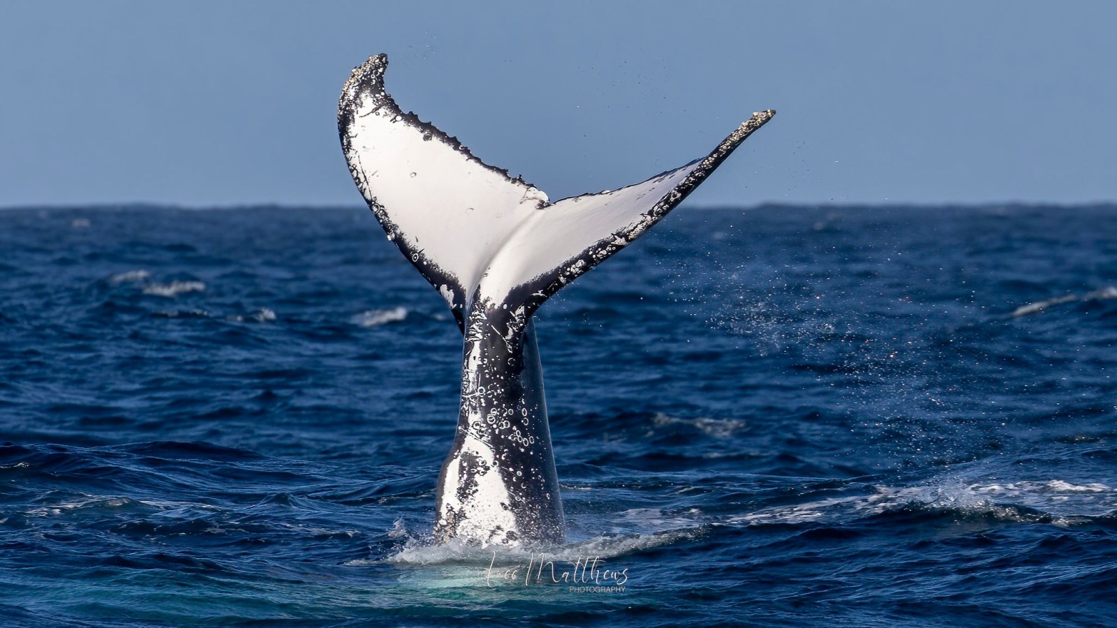 a whale jumping out of the water