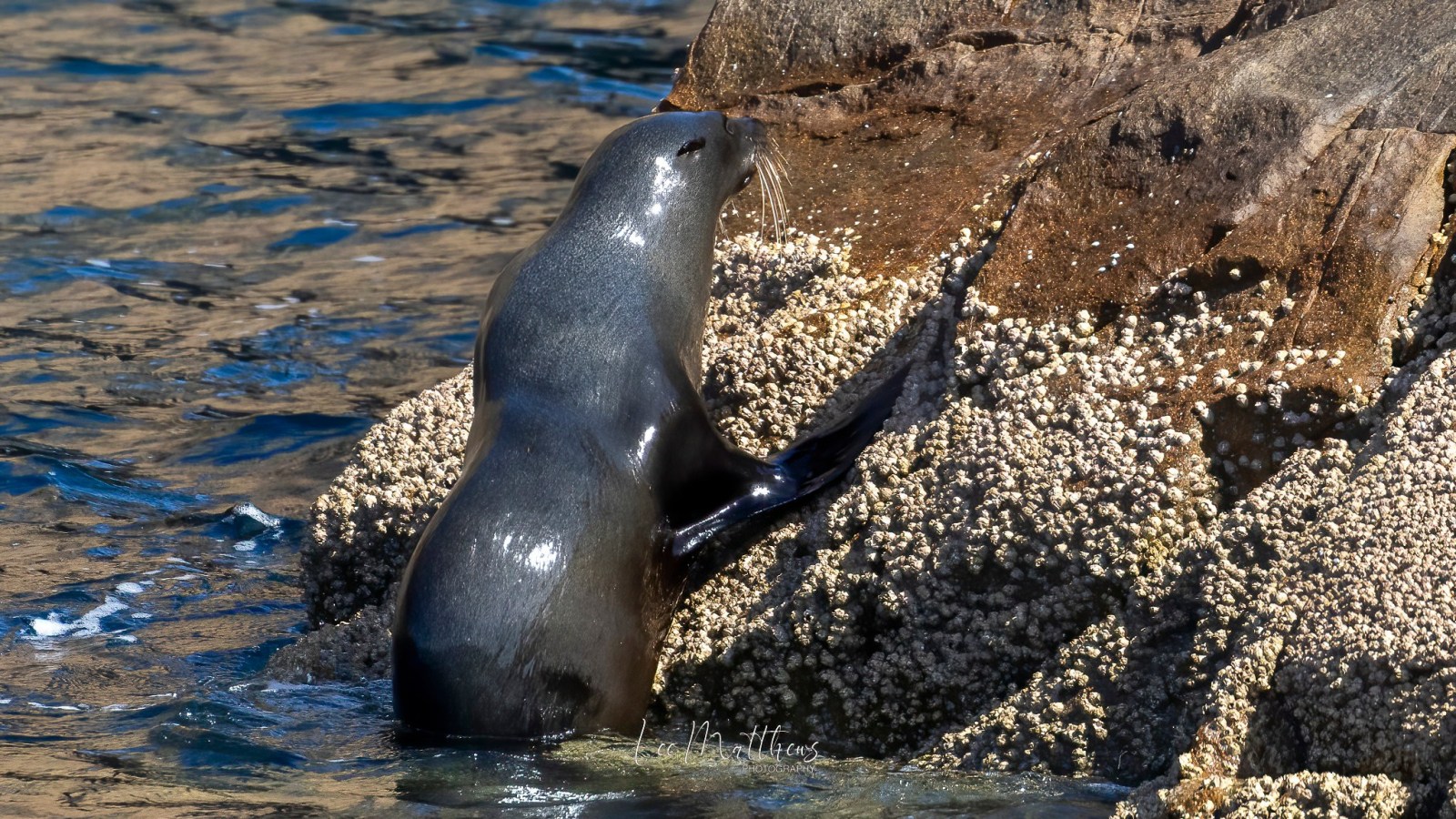 a close up of a seal