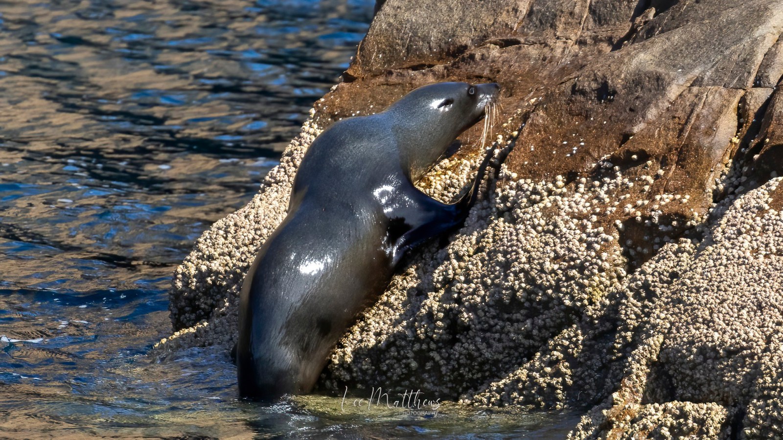 a seal located in a body of water