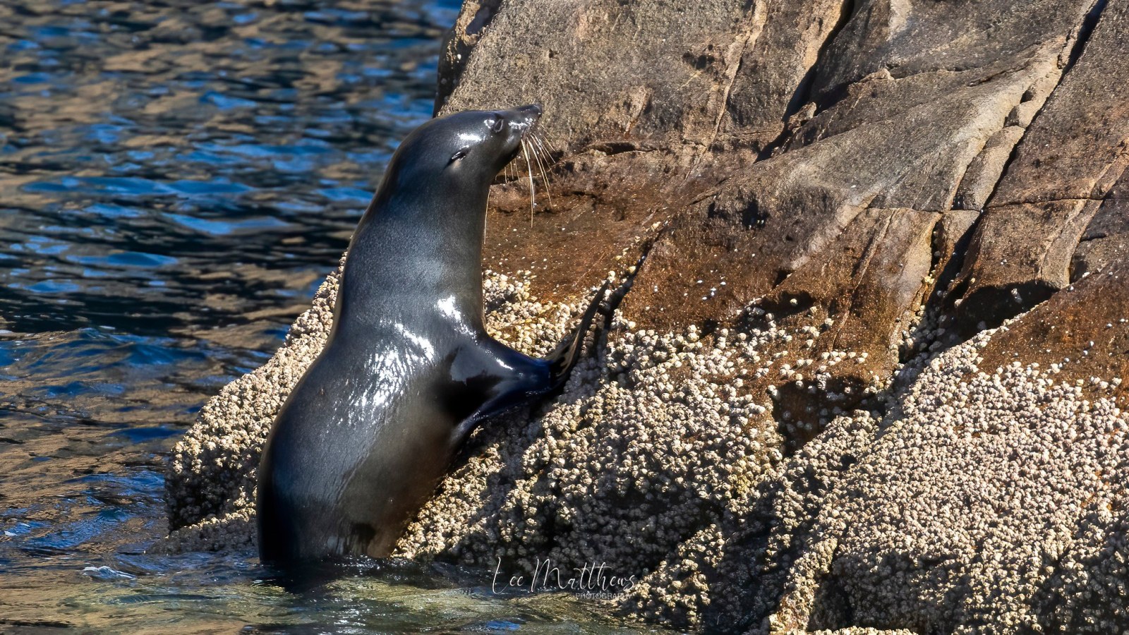 a seal on a rock next to a body of water