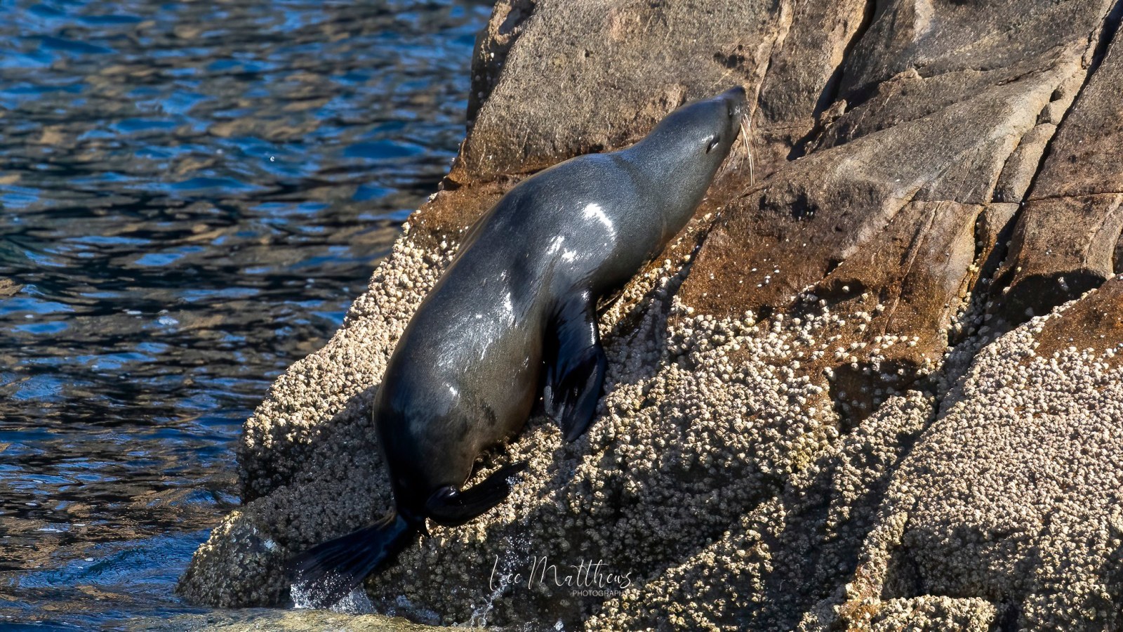 a seal on a rock
