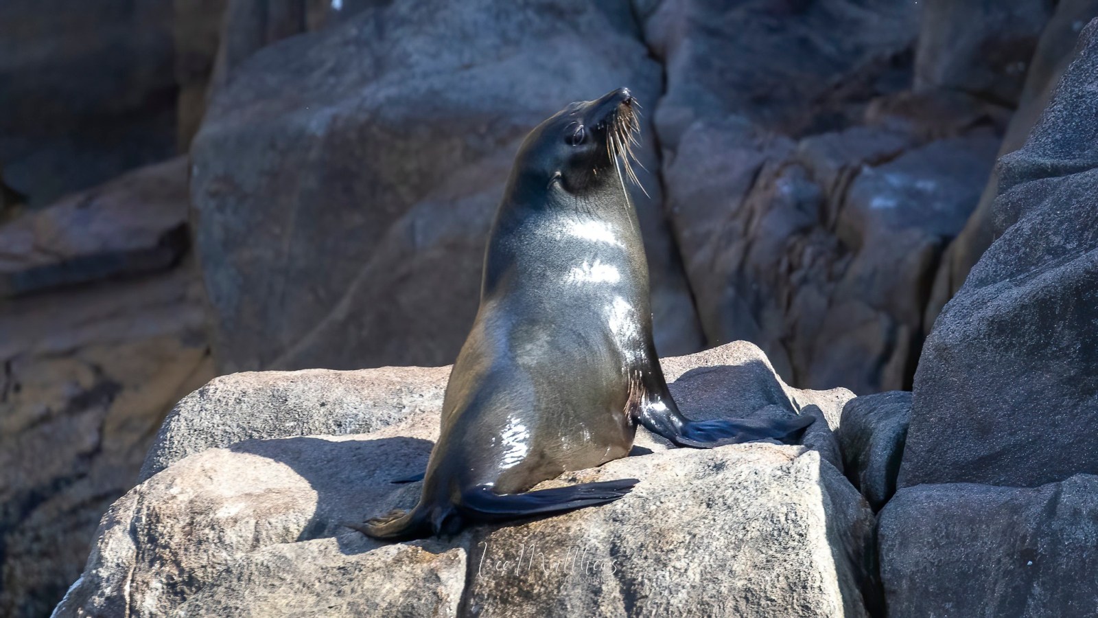 Whale Watching Moonshadow TQC Cruises Port Stephens Lee Matthews