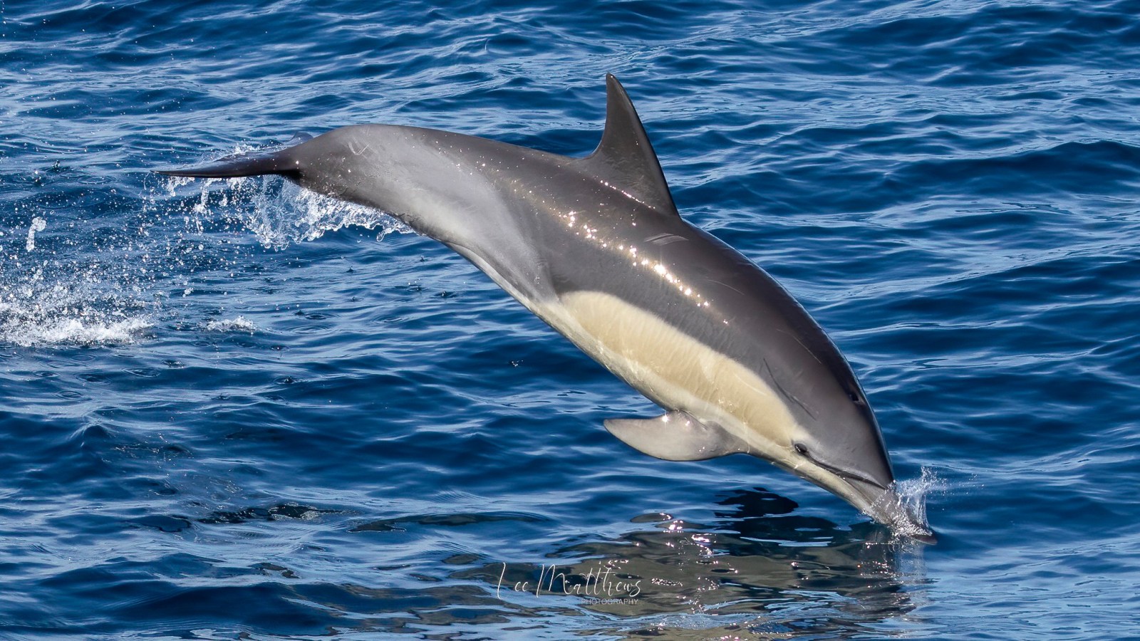 a dolphin swimming in a body of water