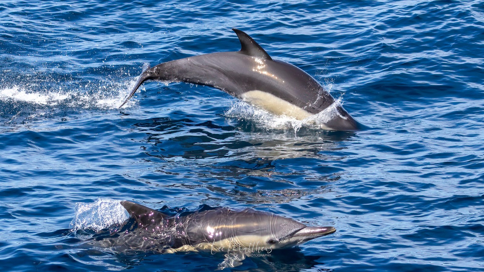 a dolphin swimming in a body of water
