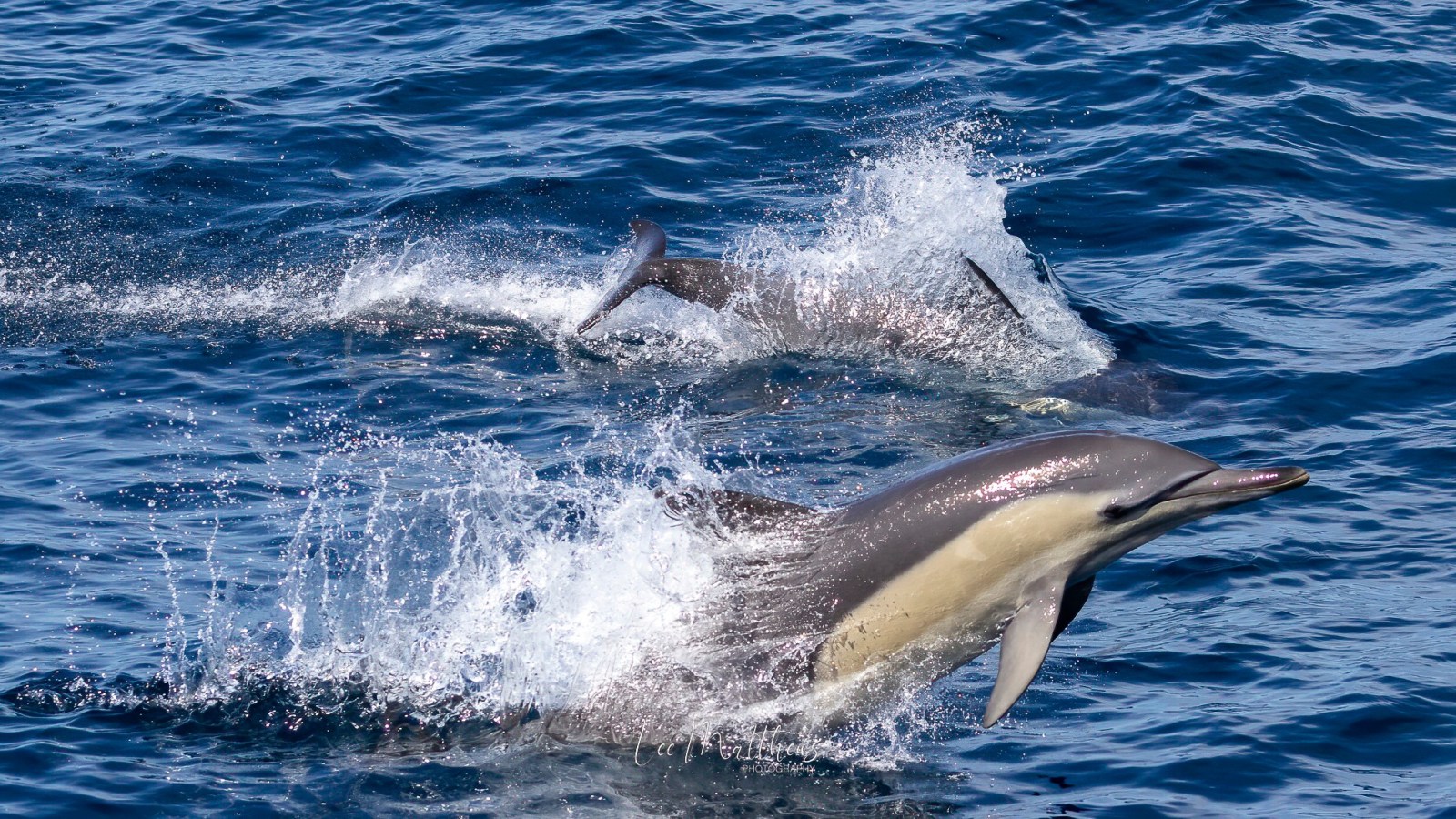a dolphin jumping out of the water