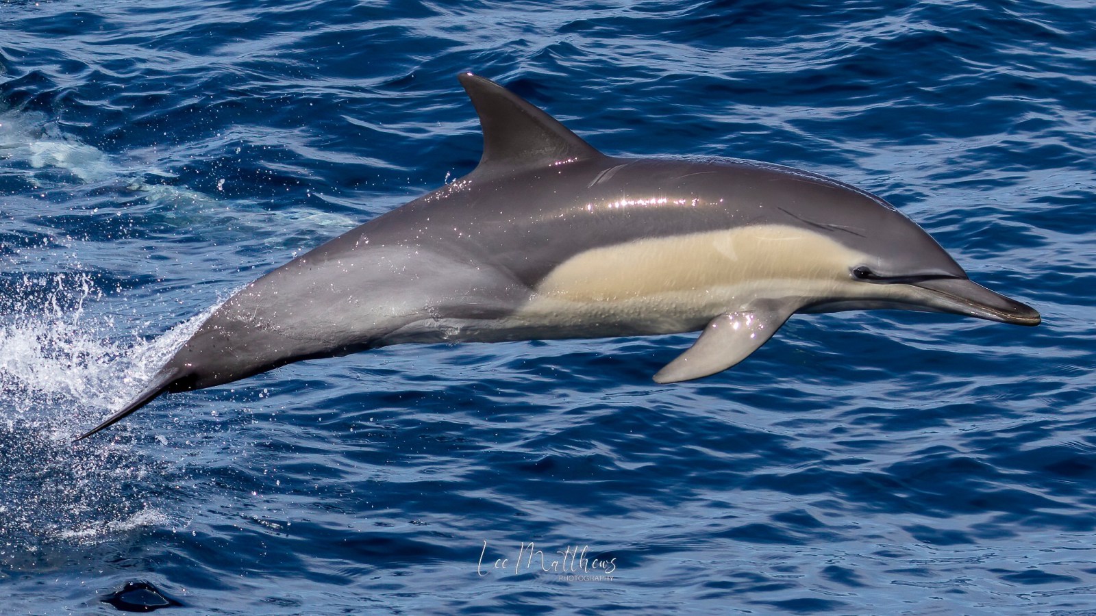 an animal swimming in the water