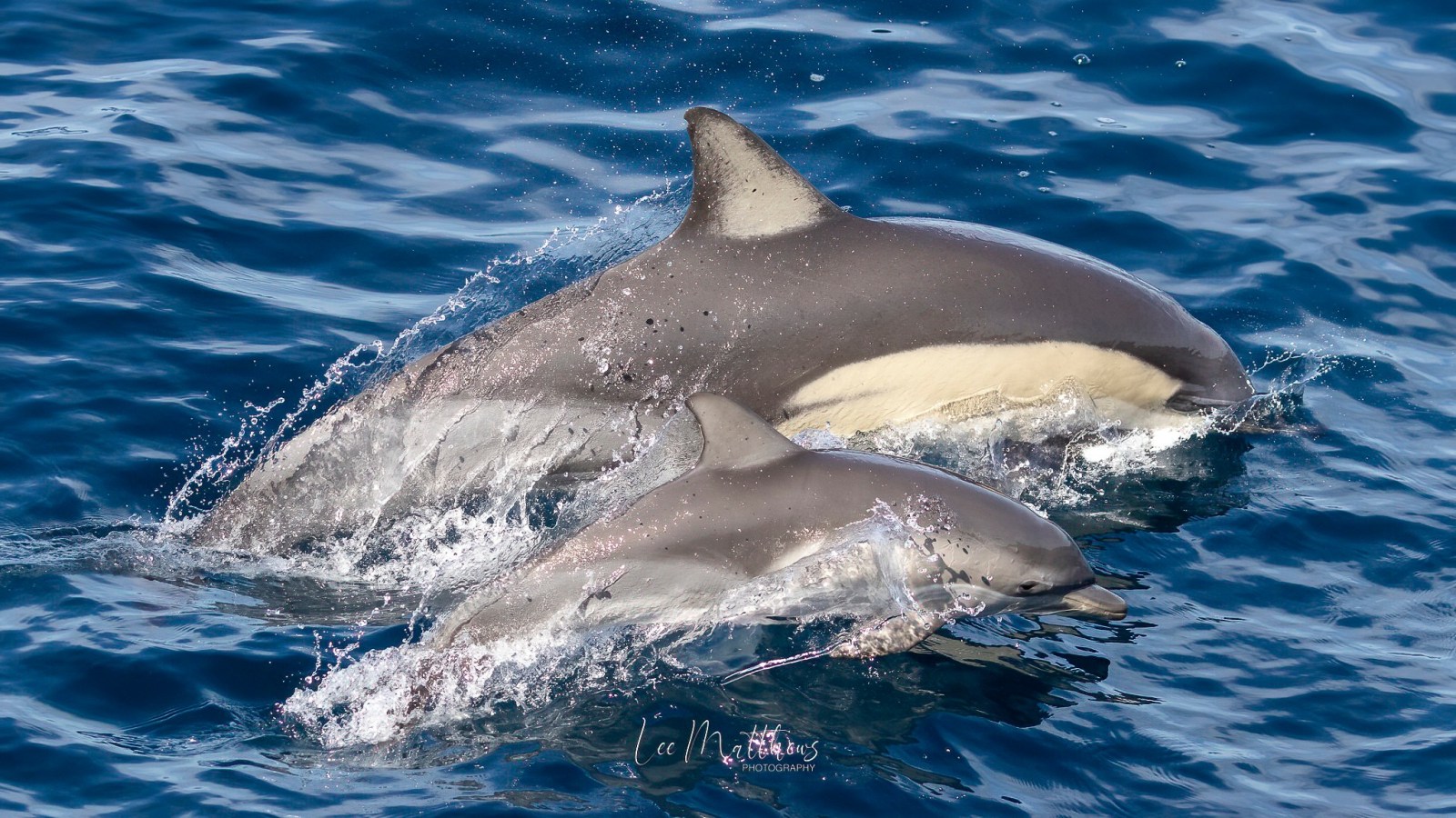 a dolphin swimming in a body of water