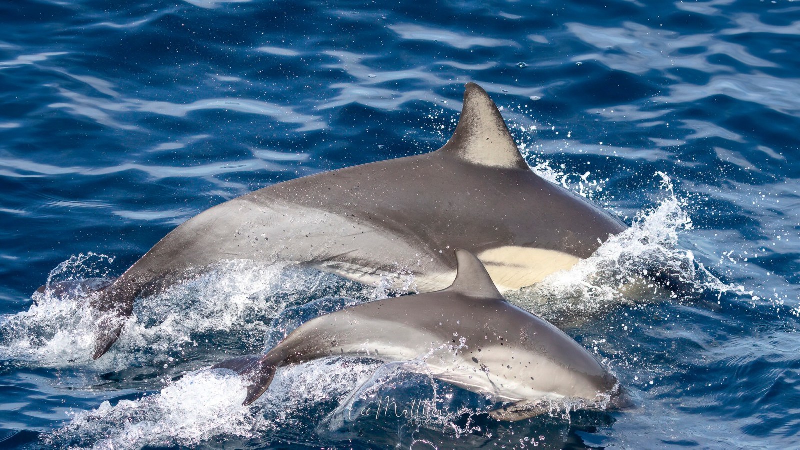 a dolphin jumping out of the water