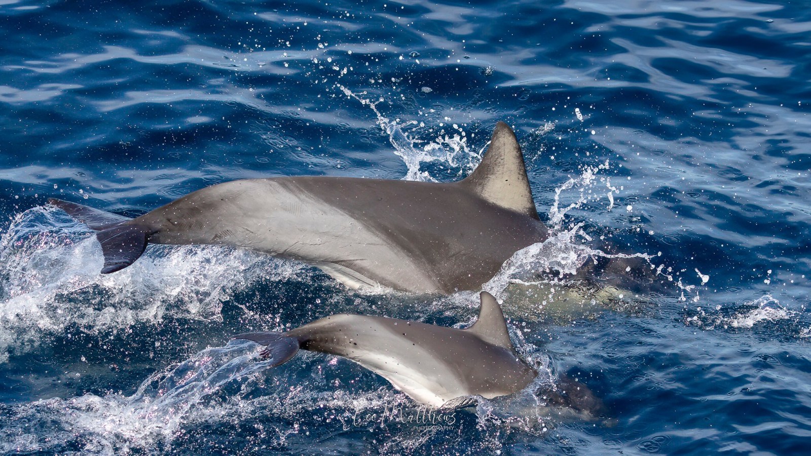 a dolphin jumping out of the water