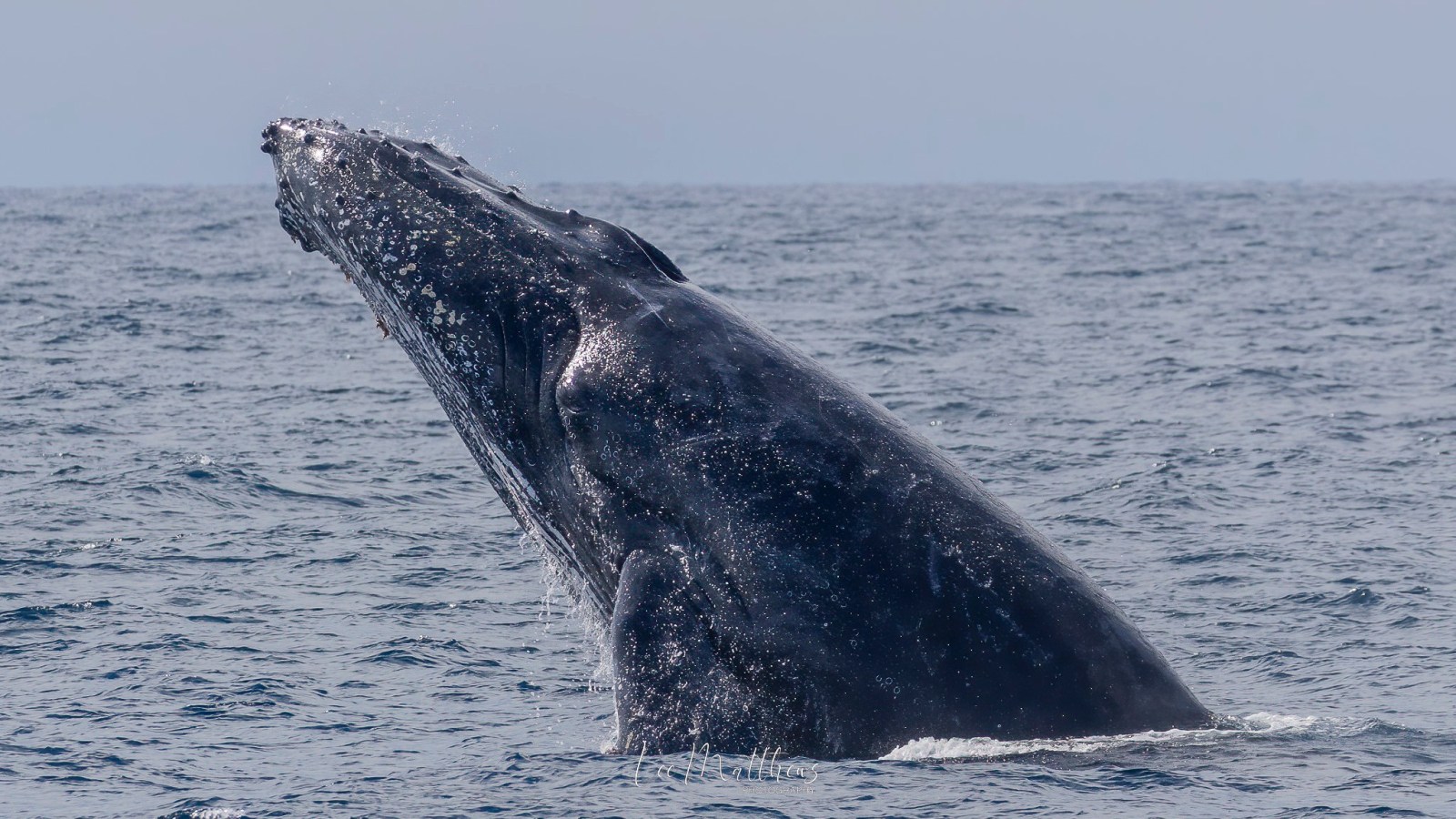 MOONSHADOW TQC CRUISES WHALE WATCHING PORT STEPHENS