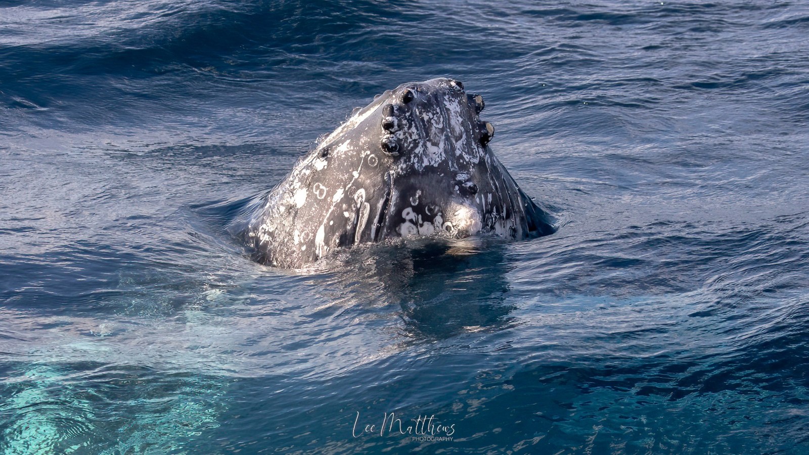 an animal swimming in the water