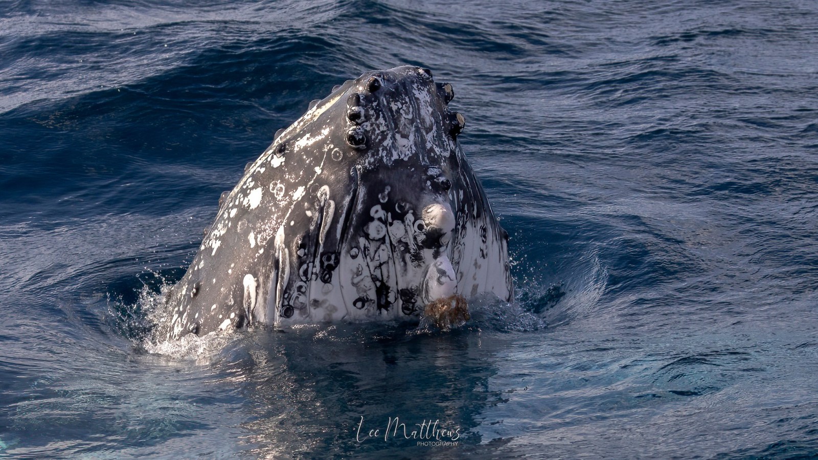 a bear in a body of water