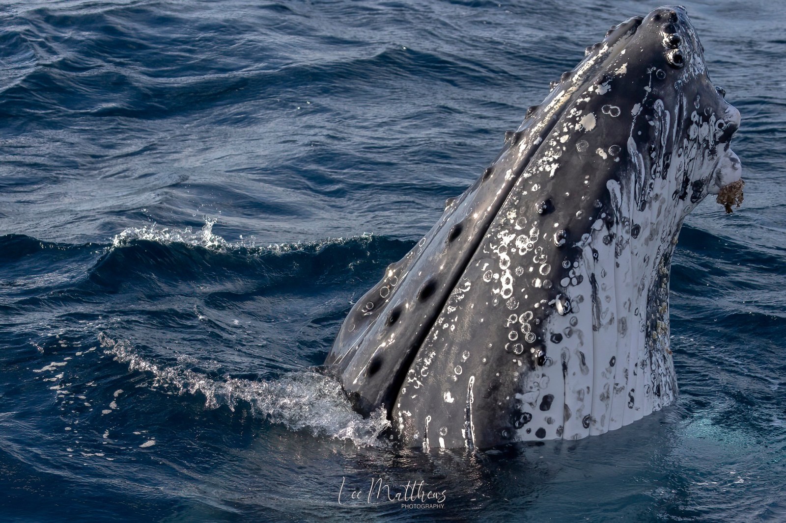 a whale jumping out of the water
