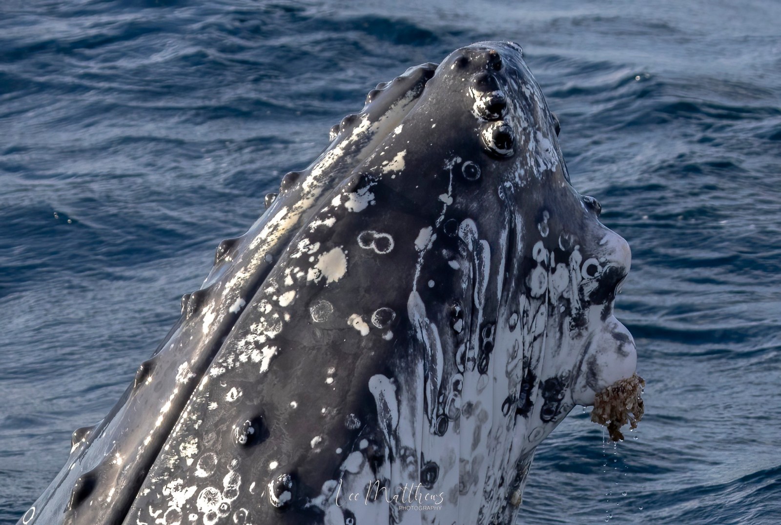 a whale jumping out of the water
