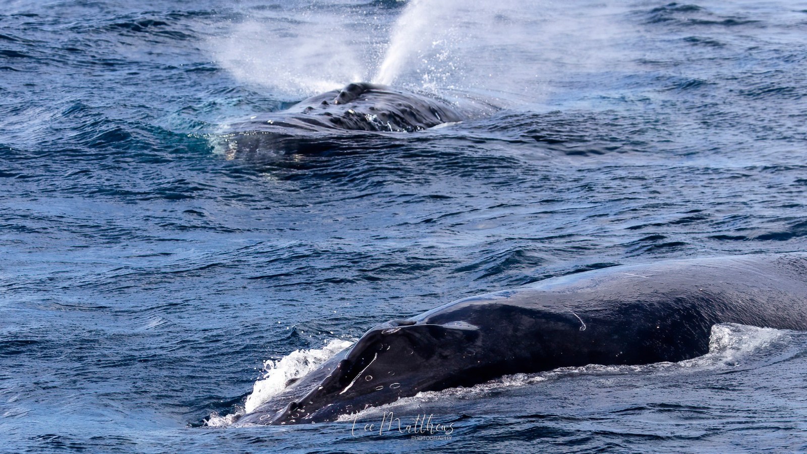 a whale jumping out of the water