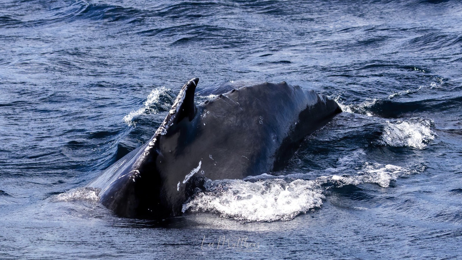 a whale jumping out of the water