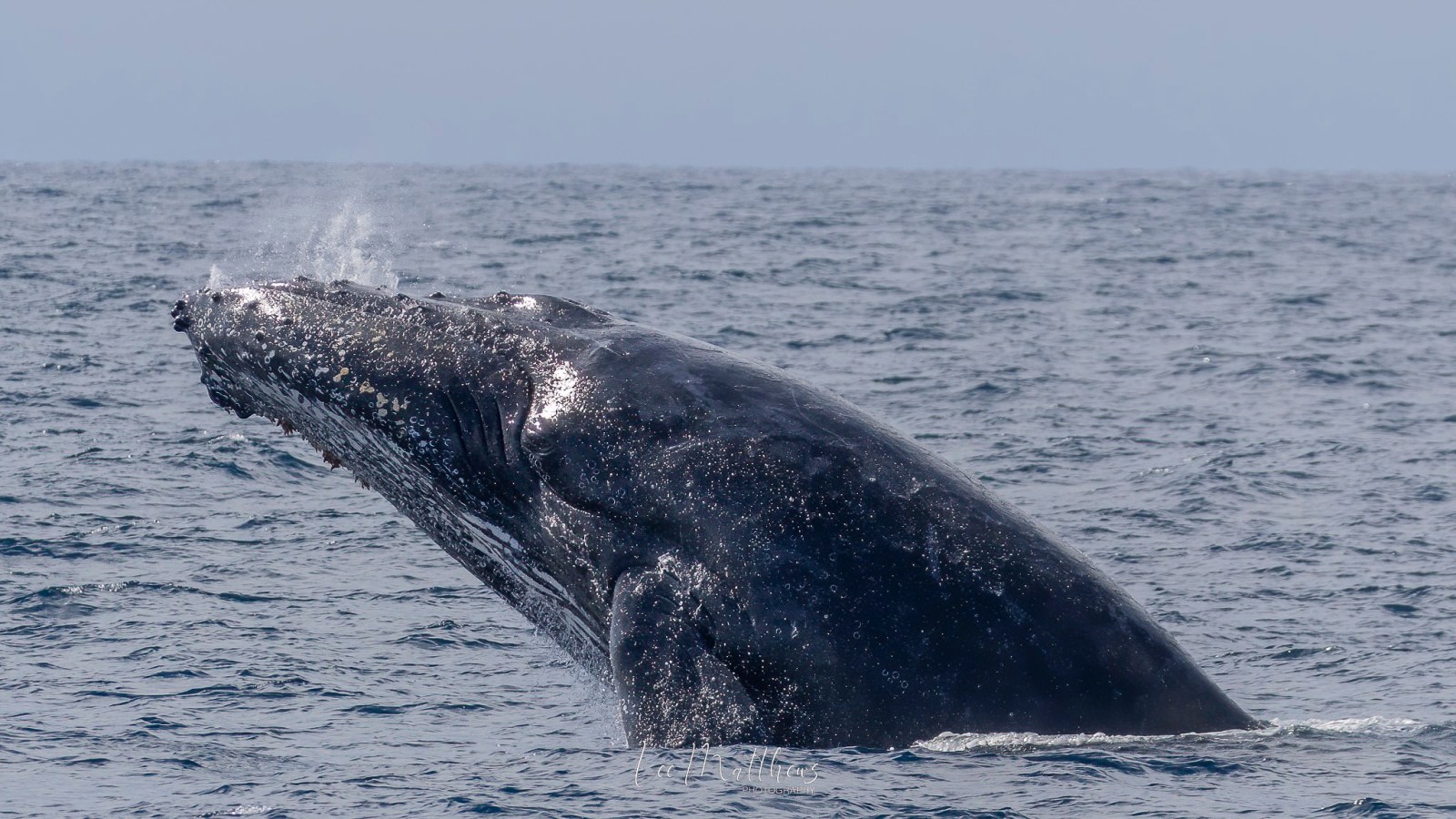 a whale jumping out of the water