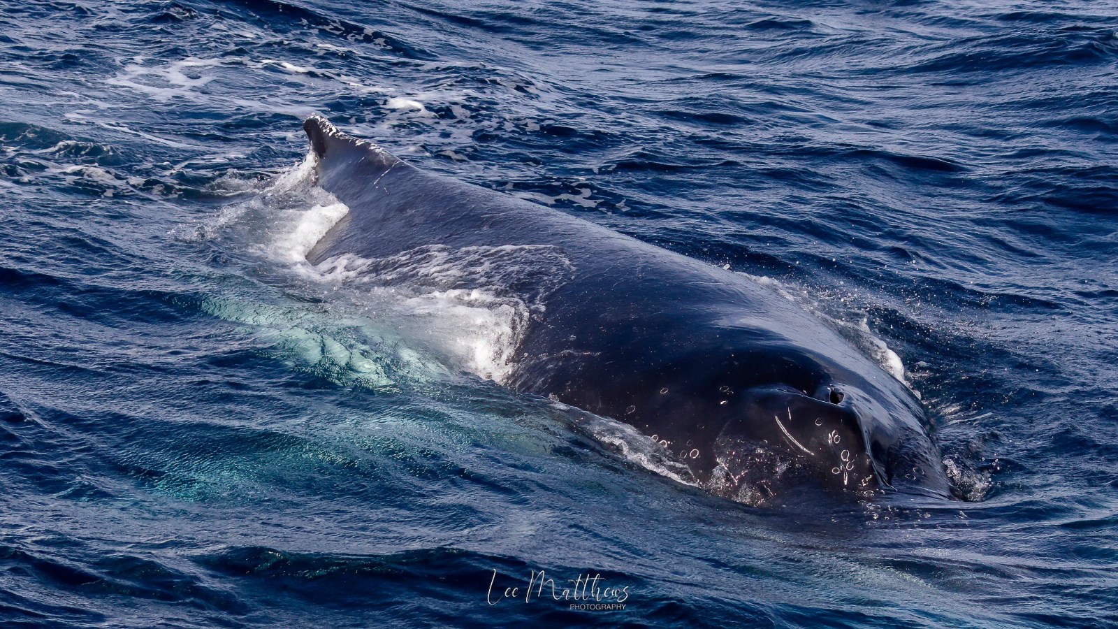 a whale jumping out of the water