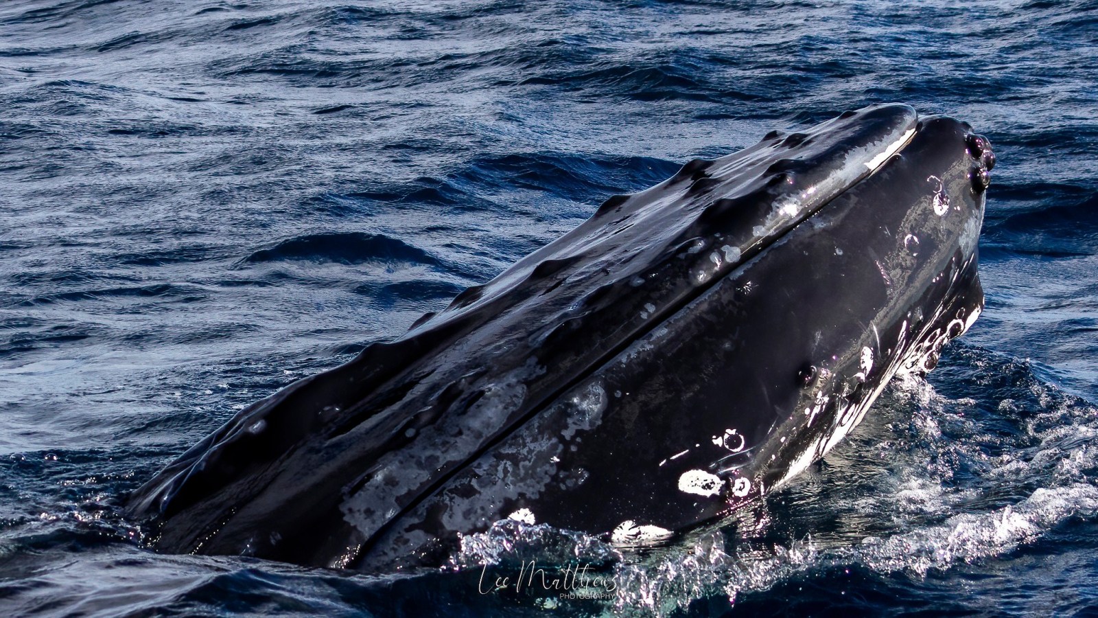 a whale jumping out of the water