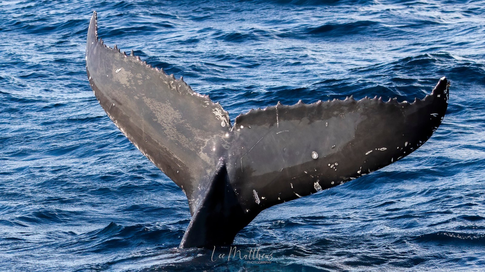 a whale jumping out of the water