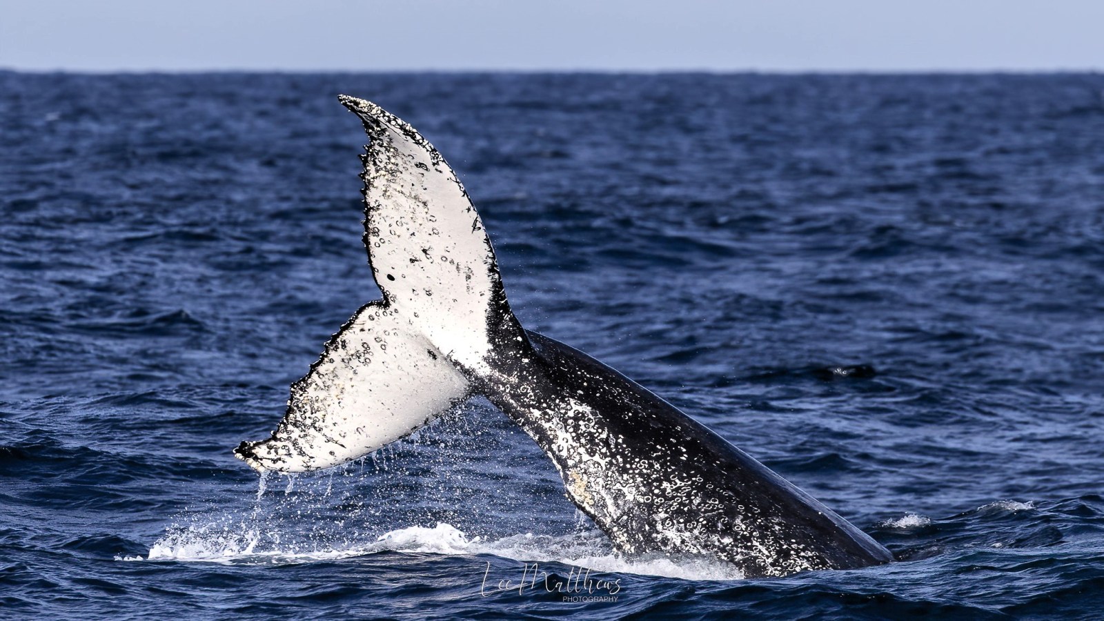 a whale jumping out of the water