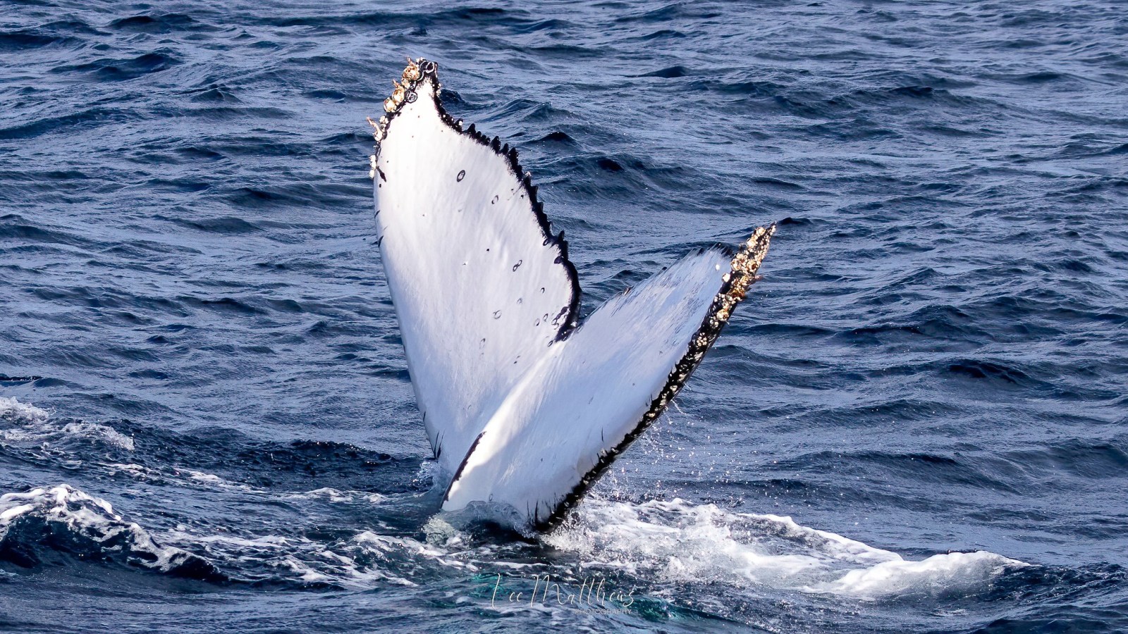 a whale jumping out of the water