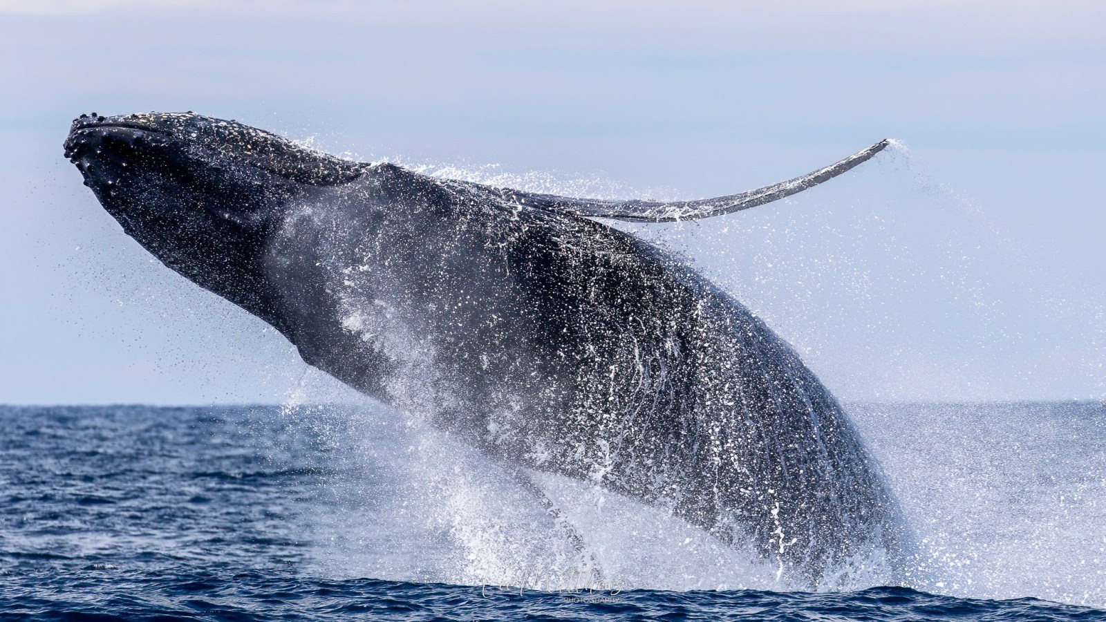 a whale jumping out of the water