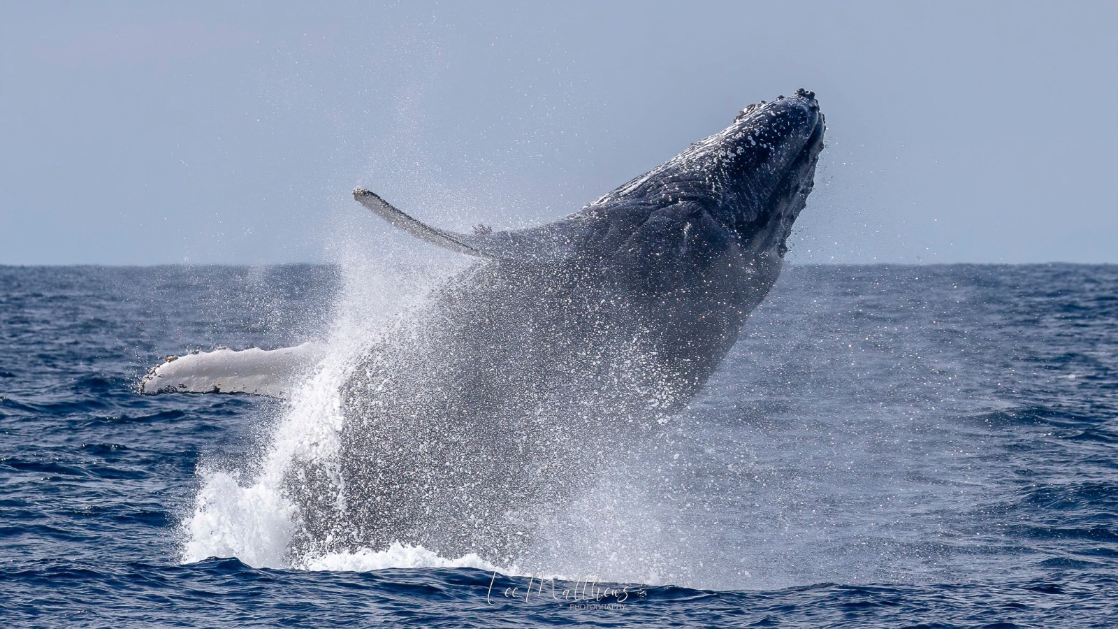 a whale jumping out of the water