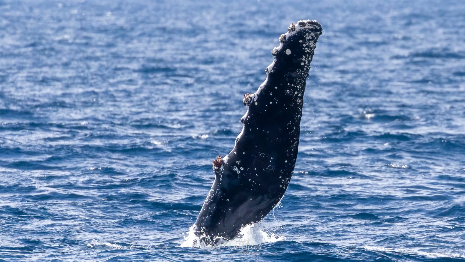 a whale jumping out of the water