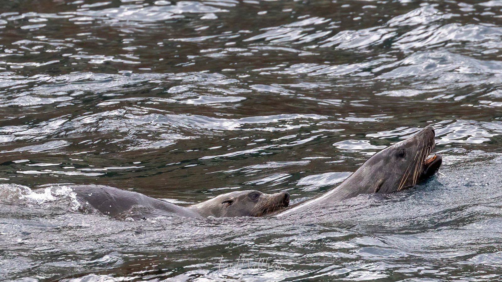 an animal swimming in the water