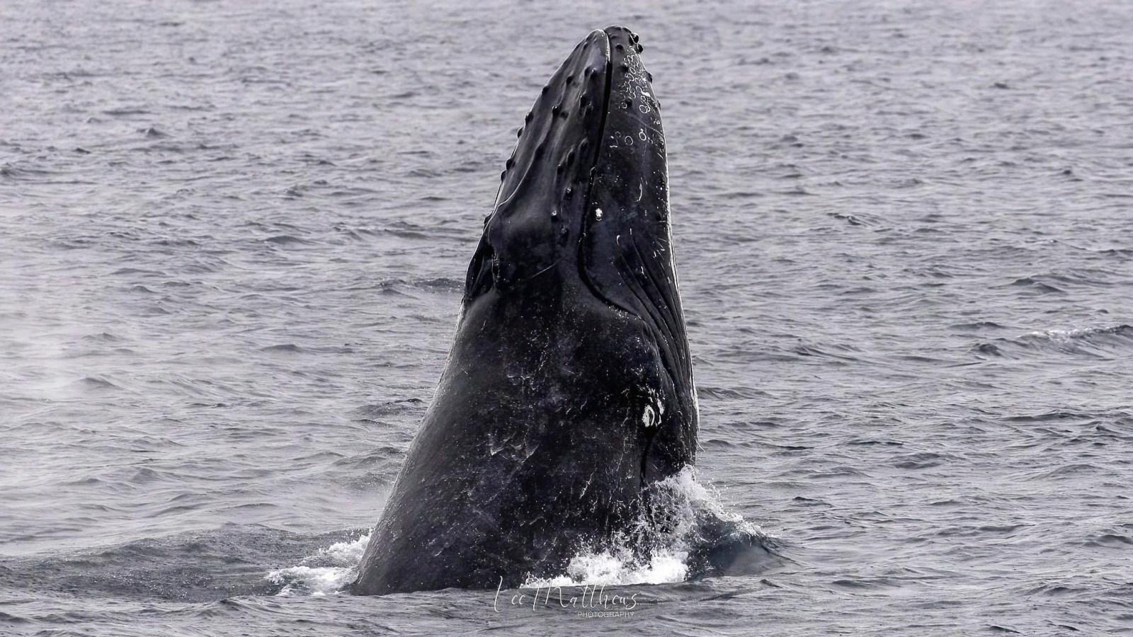 Whale Watching Moonshadow TQC Cruises Port Stephens