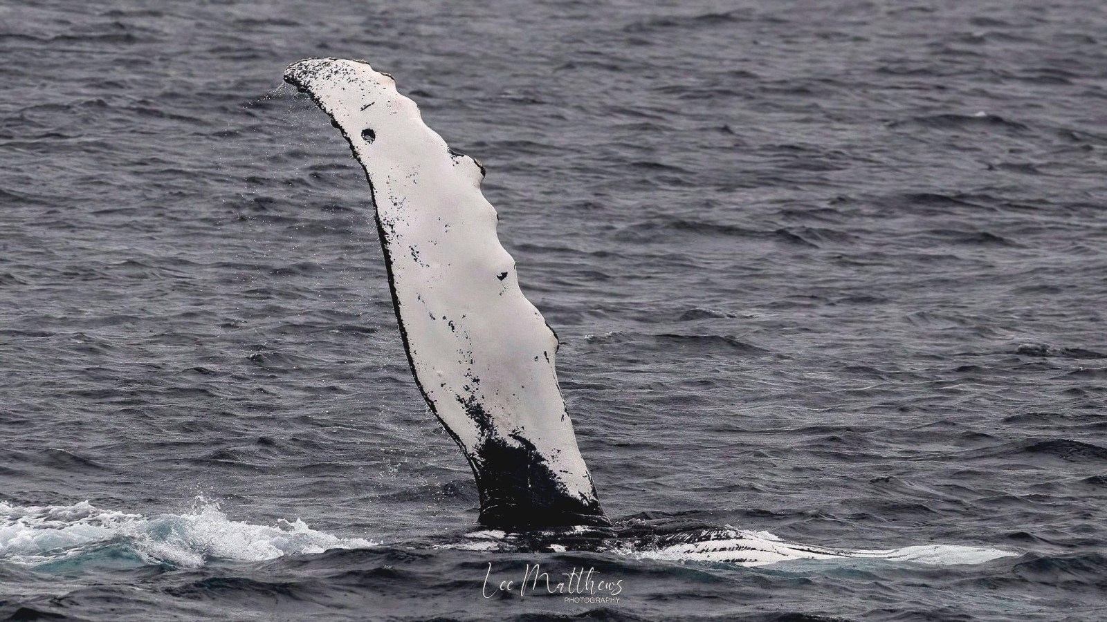 a whale jumping out of the water