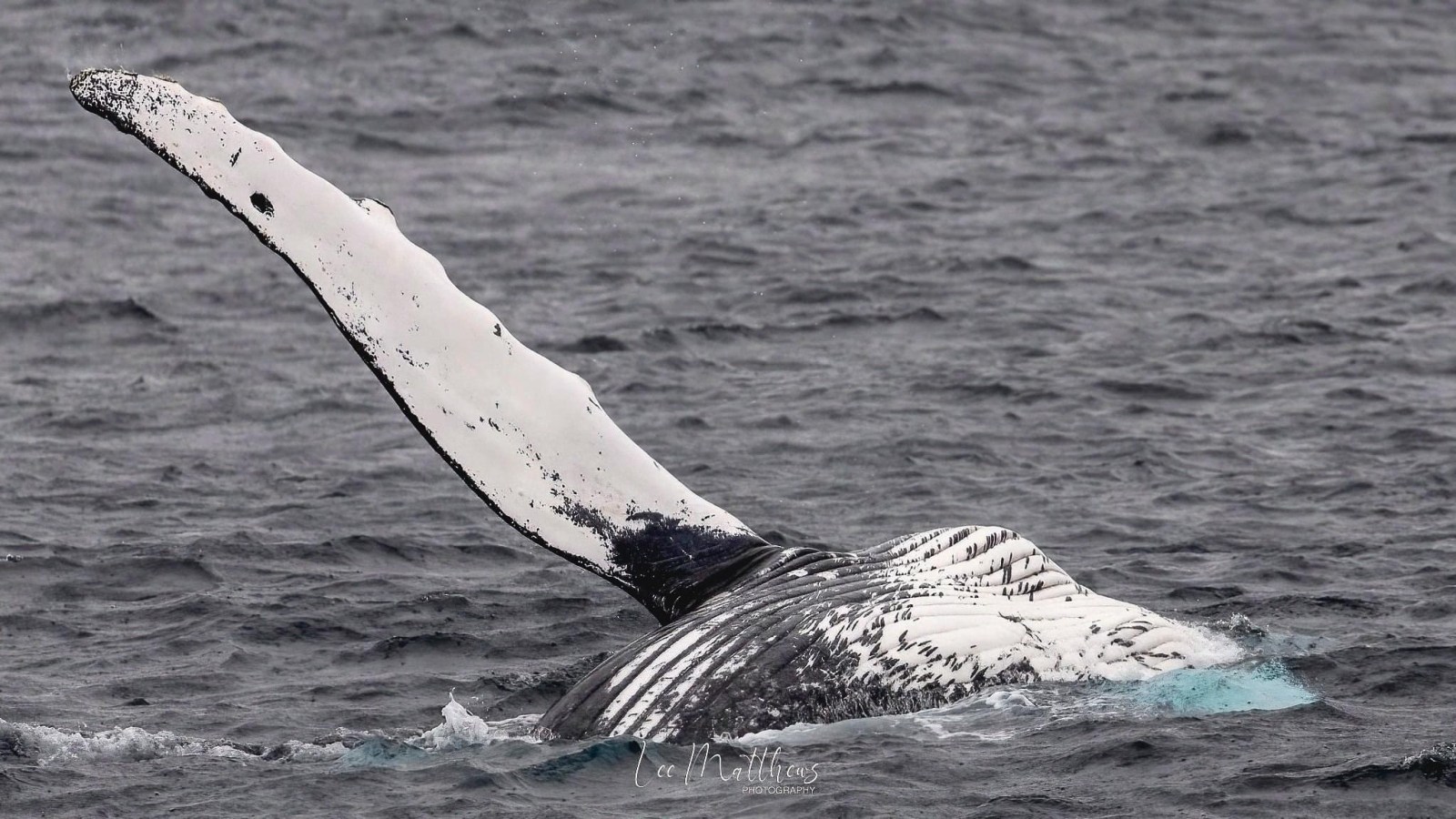 a whale jumping out of the water