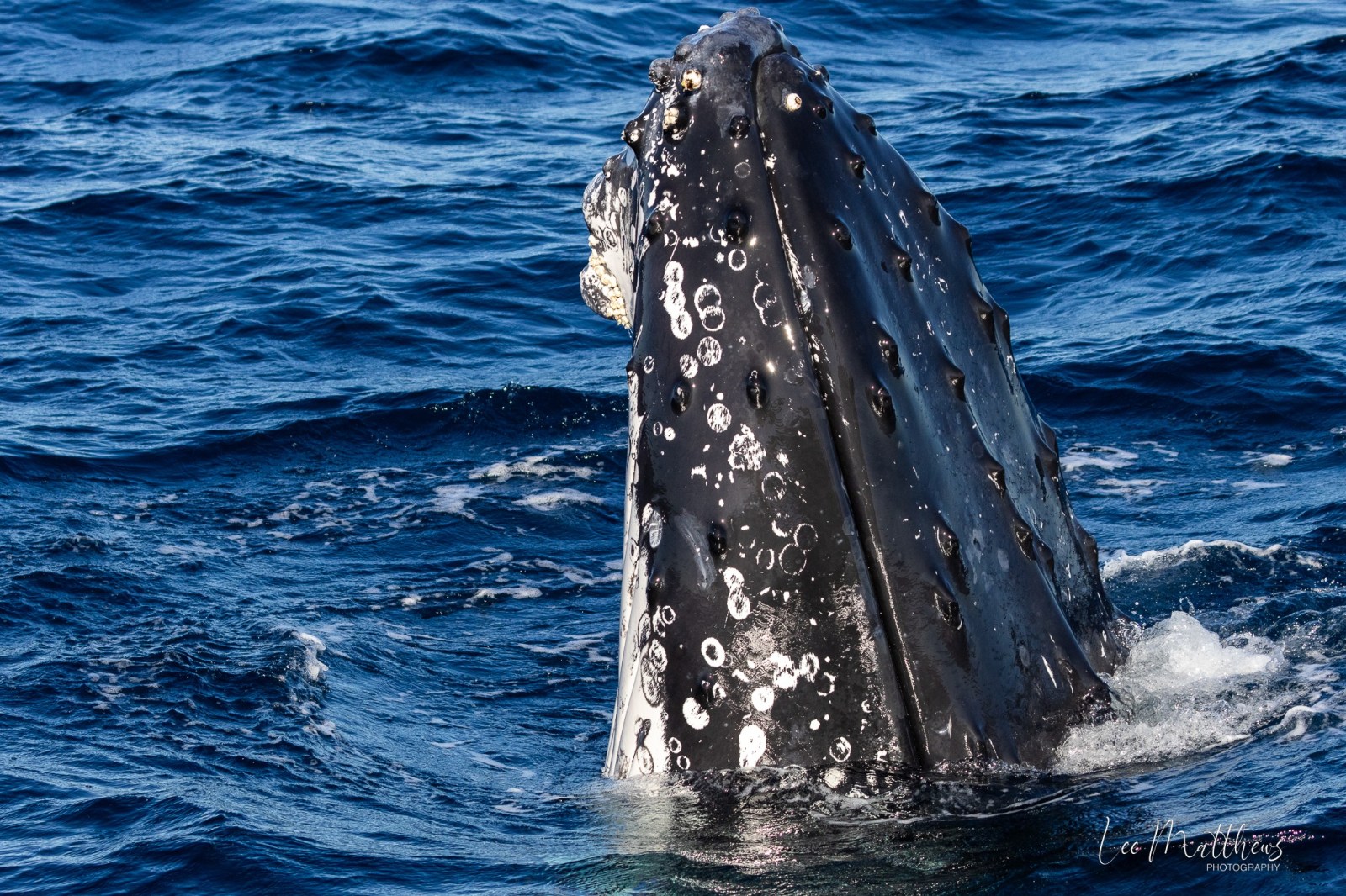 Whale Watching Moonshadow TQC Cruises Port Stephens