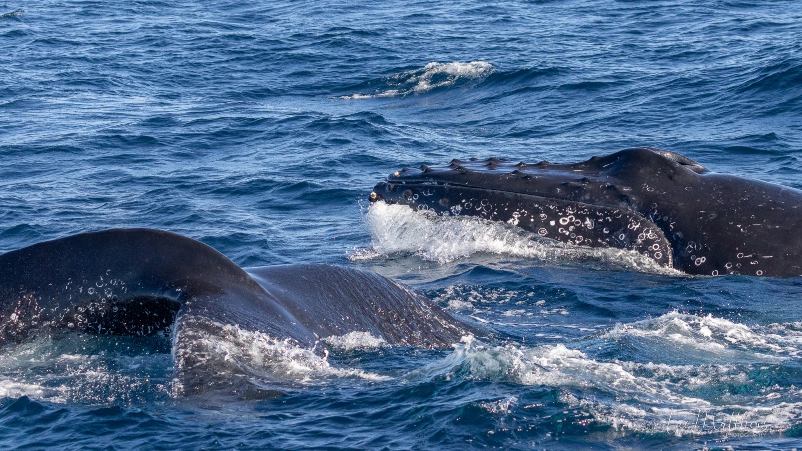 a whale jumping out of the water