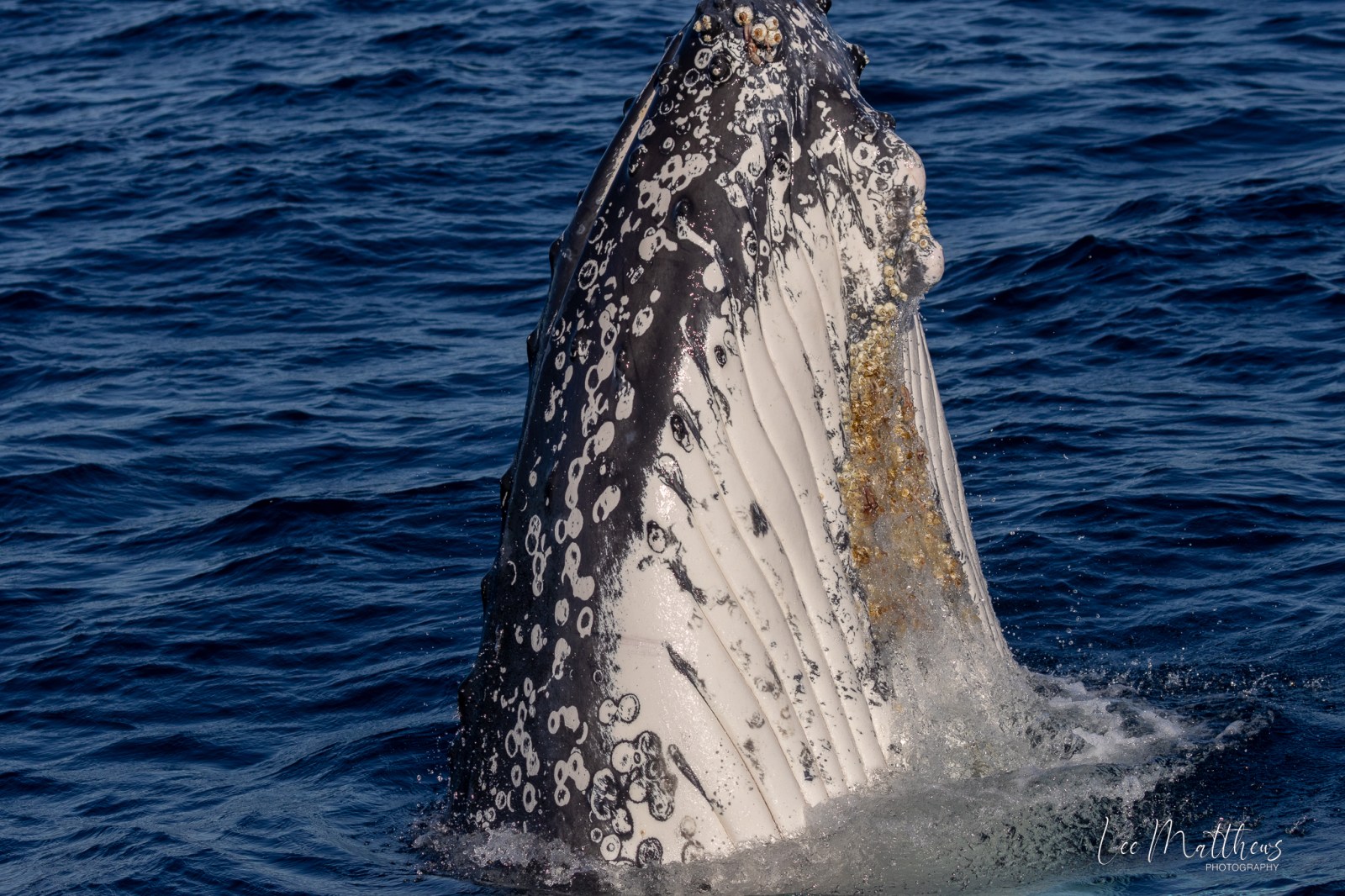 a whale jumping out of the water